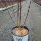 SALIX CHAENOMELOIDES `BLACK CAT`