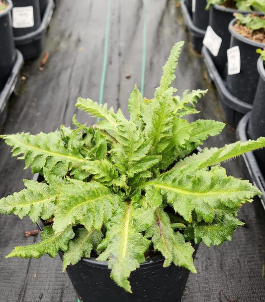 PAPAVER ORIENTALE `ROYAL WEDDING`