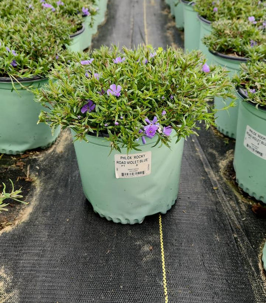 PHLOX `ROCKY ROAD VIOLET BLUE`