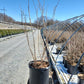 CORYLUS AMERICANUS `PURPLELEAF SELECT`