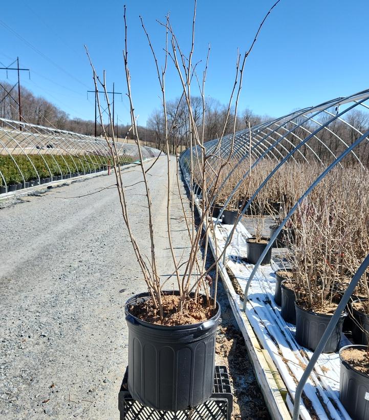 CORYLUS AMERICANUS `PURPLELEAF SELECT`