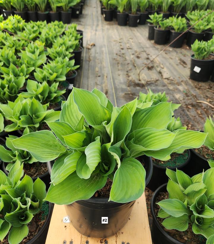 HOSTA `GOLD STANDARD`