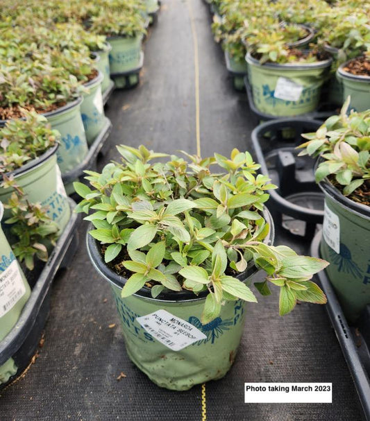 MONARDA PUNCTATA `BEEBOP`