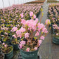AZALEA MUCRONULATUM `CORNELL PINK`