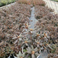 RHODODENDRON X `BLACK HAT`