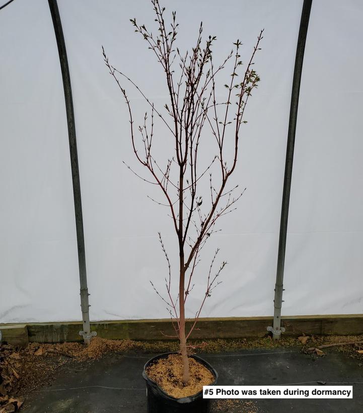 ACER PALMATUM `SANGO KAKU`