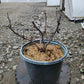 RUBUS IDAEUS `JOAN J`