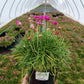 ARMERIA MARITIMA `MORNING STAR DEEP ROSE`