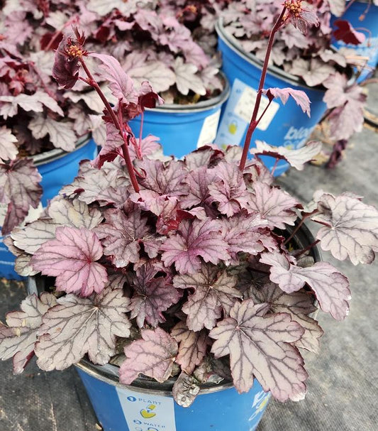 HEUCHERA CITY `SHANGHAI`