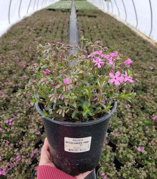 PHLOX X WOODLANDER `PINK`