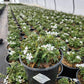 PHLOX X WOODLANDER `WHITE`