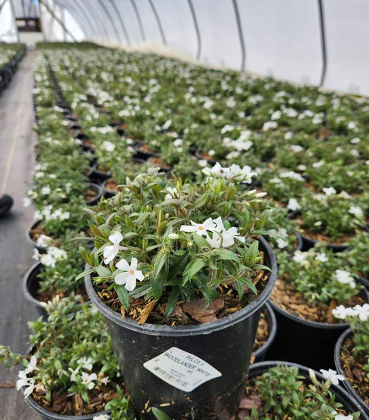 PHLOX X WOODLANDER `WHITE`
