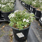 PHLOX X WOODLANDER `WHITE`