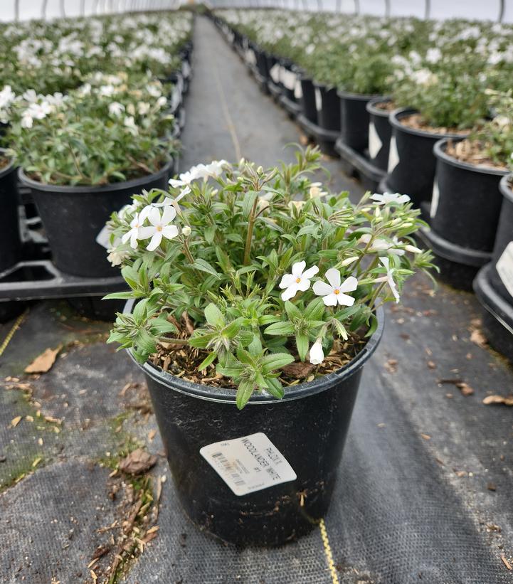 PHLOX X WOODLANDER `WHITE`