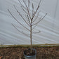 PRUNUS `SUN RED` NECTARINE