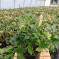 HELLEBORUS NIGER `HGC JASPER`