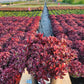 SEDUM SUN SPARKLER `FIRECRACKER`