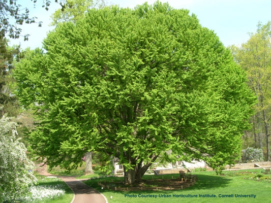 CERCIDIPHYLLUM JAPONICUM