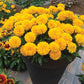 COREOPSIS SOLANNA™ GOLDEN SPHERE