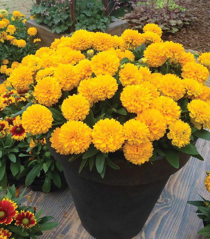 COREOPSIS SOLANNA™ GOLDEN SPHERE