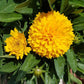 COREOPSIS SOLANNA™ GOLDEN SPHERE