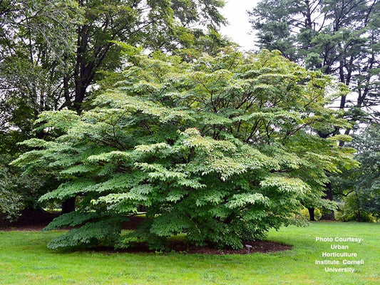 CORNUS KOUSA