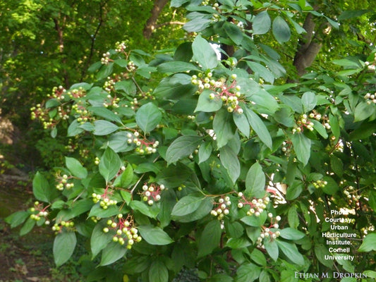 CORNUS RACEMOSA