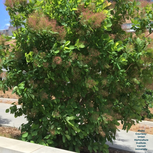 COTINUS OBOVATUS