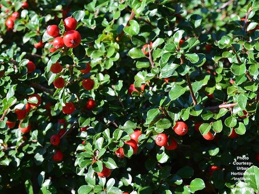 COTONEASTER APICULATUS