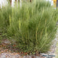 CYTISUS SCOPARIUS `LENA`