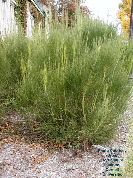 CYTISUS SCOPARIUS `LENA`