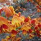 CYTISUS SCOPARIUS `LENA`