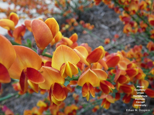 CYTISUS SCOPARIUS `LENA`