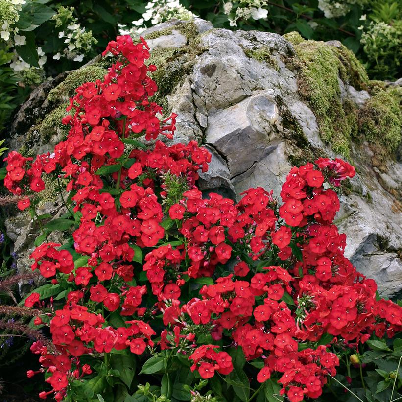 PHLOX `VOLCANO RED`