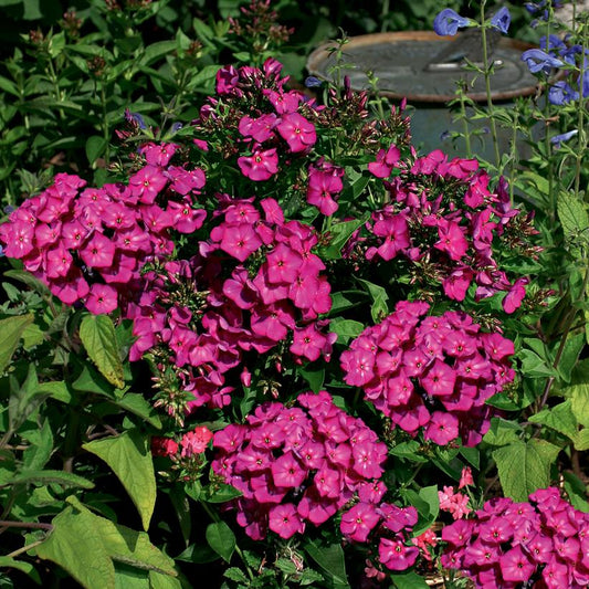 PHLOX `VOLCANO RUBY`