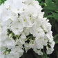 PHLOX `VOLCANO WHITE`