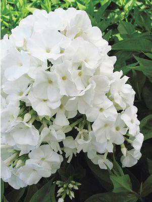 PHLOX `VOLCANO WHITE`
