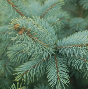 PICEA PUNGENS `BABY BLUE`