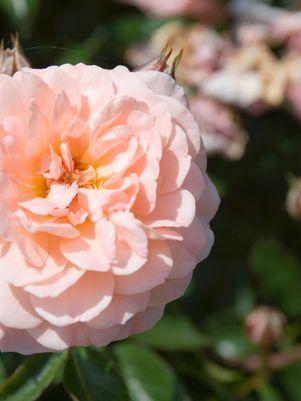 ROSA `DRIFT APRICOT`