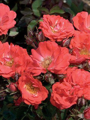 ROSA `DRIFT CORAL`