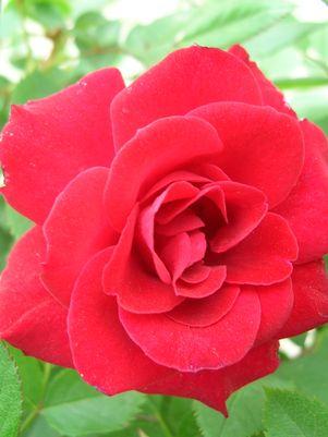 ROSA `DOUBLE KNOCK OUT`