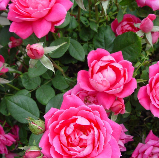 ROSA `DOUBLE PINK KNOCK OUT`