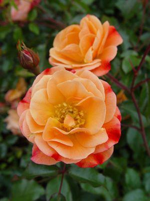 ROSA `FLOWER CARPET AMBER`