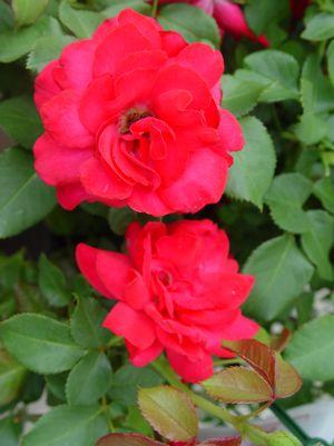 ROSA EE `SUPER HERO`