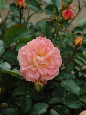 ROSA `DRIFT PEACH`