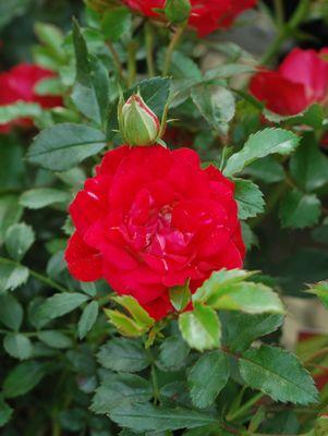 ROSA `DRIFT RED`