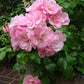 ROSA `FLOWER CARPET APPLE BLOSSOM`