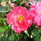 ROSA `FLOWER CARPET PINK`
