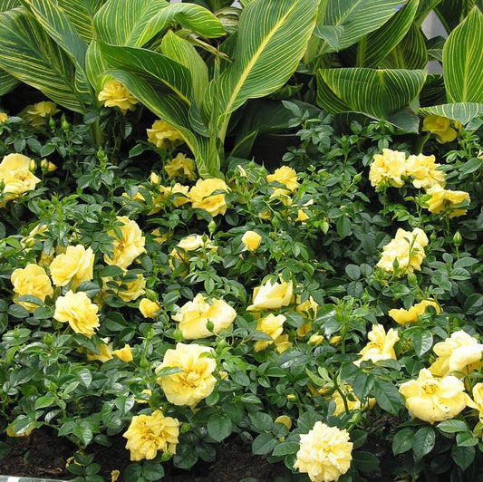 ROSA `FLOWER CARPET YELLOW`