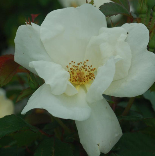 ROSA `WHITE KNOCK OUT`